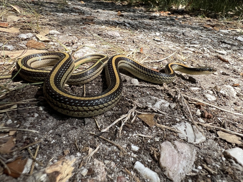 Texas Patch-nosed Snake From Rockport, TX, US On July 7, 2022 At 11:00 ...