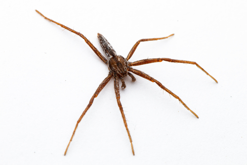Maritime Running Crab Spider