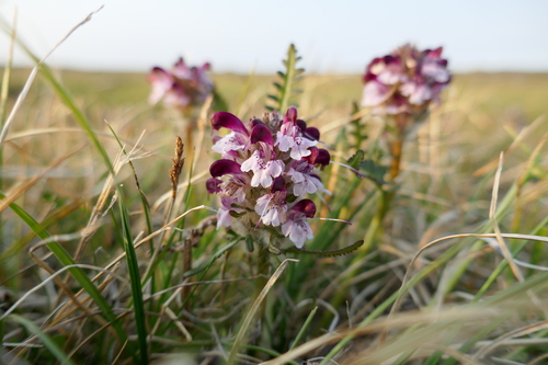 Pedicularis sudetica albolabiata