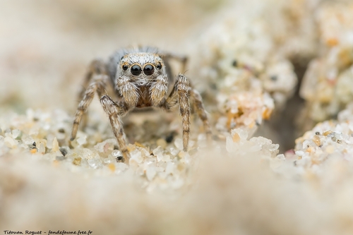 Distinguished Jumping Spider