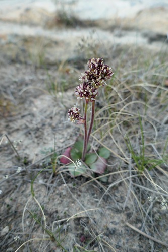 Alpine Saxifrage