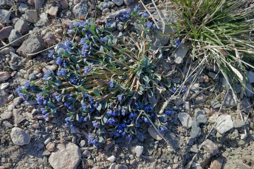 Oysterplant