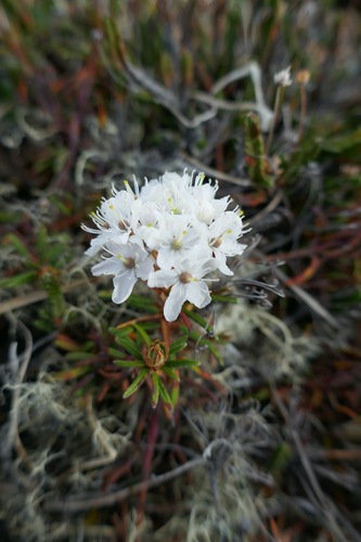 Rhododendron tomentosum decumbens