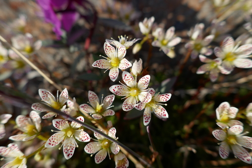 Prickly Saxifrage