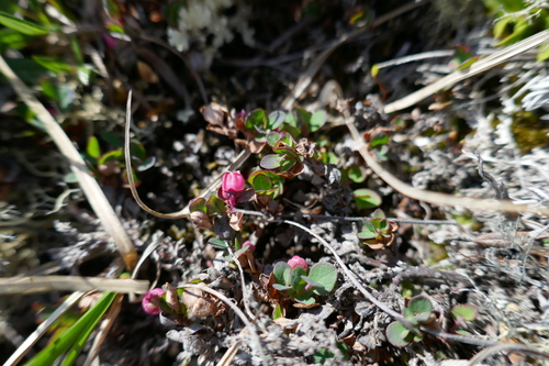 bog bilberry