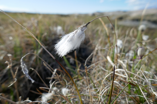 Common Cottongrass