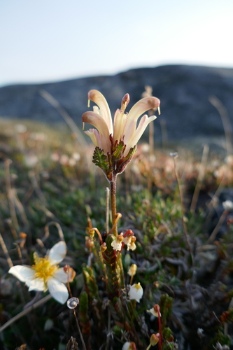 Capitate Lousewort
