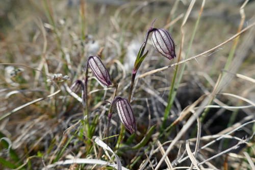 Apetalous Catchfly