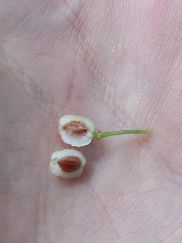 Psychotria andevorantensis