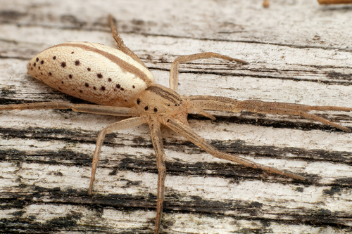 Maritime Running Crab Spider