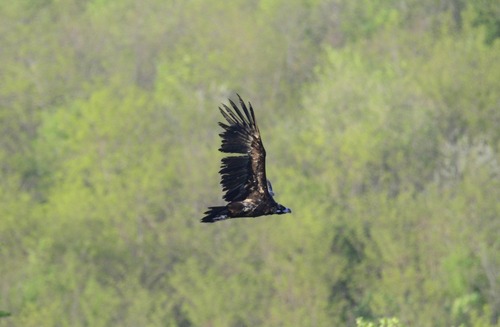 Cinereous Vulture