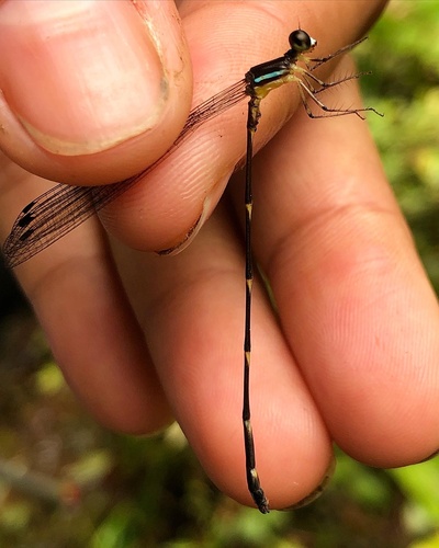 palaemnema melanota Genus Palaemnema · iNaturalist