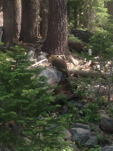 iNaturalist observation photo of Yellow-bellied Marmot