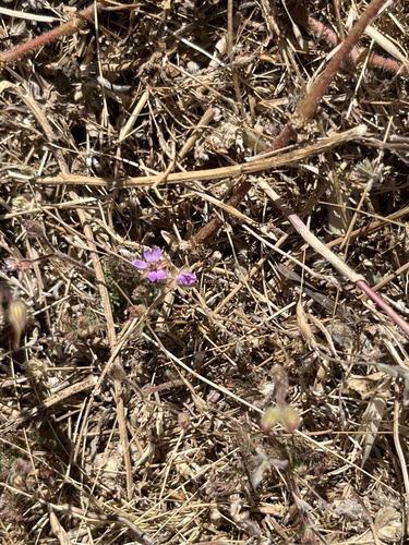 iNaturalist observation photo of Redstem Stork's-bill