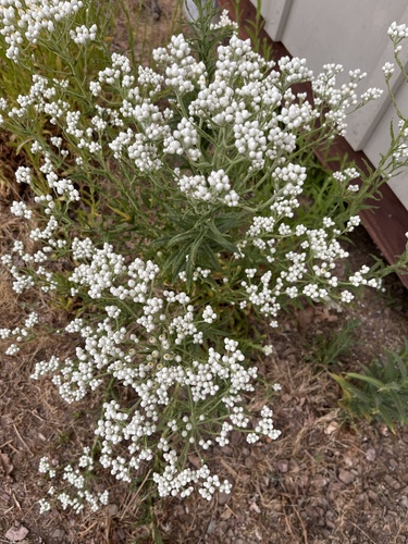 iNaturalist observation photo of California cudweed
