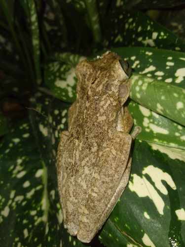 Chirique-Flusse Tree Frog