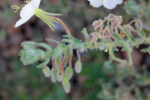 Engelmann's evening primrose (Oenothera engelmannii)