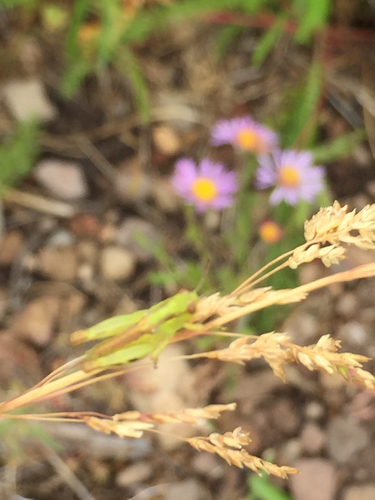 iNaturalist observation photo of North American Spur-throated Grasshoppers