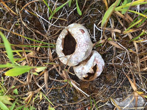 iNaturalist observation photo of puffballs