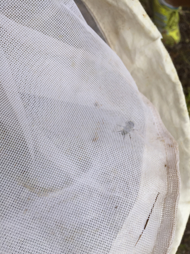 iNaturalist observation photo of Bumble Bees