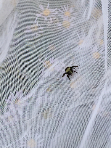 iNaturalist observation photo of Bumble Bees