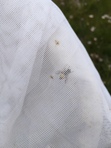 iNaturalist observation photo of Insects