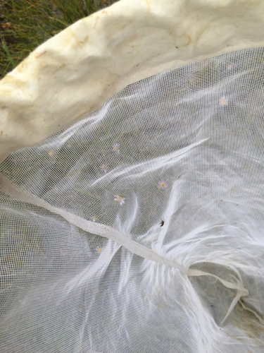 iNaturalist observation photo of Flies