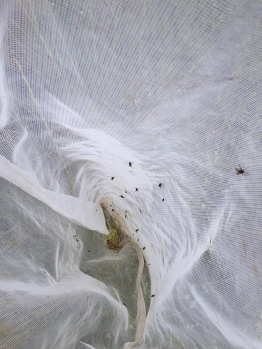 iNaturalist observation photo of Muscoid Flies