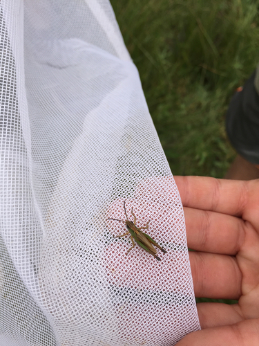 iNaturalist observation photo of Marsh meadow grasshopper