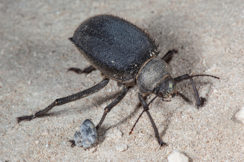 Urchin Beetle