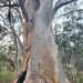 Scribbly Gum - Photo (c) Lewis, all rights reserved, uploaded by Lewis