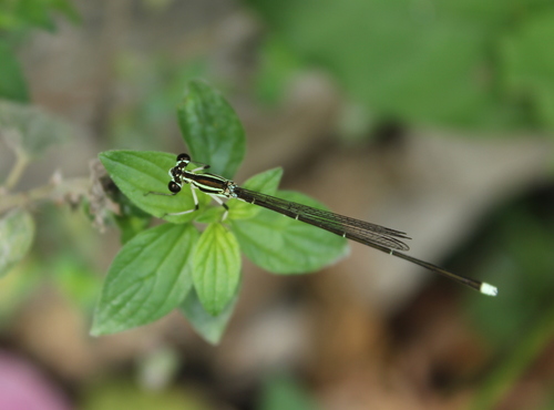 Black-kneed Featherleg