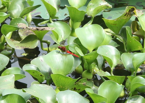 Rufous Marsh Glider