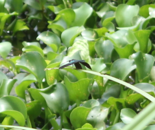 Greater Bluewing