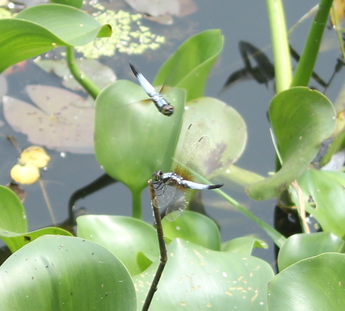 Brachydiplax chalybea chalybea