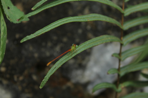 Orange-tailed Sprite