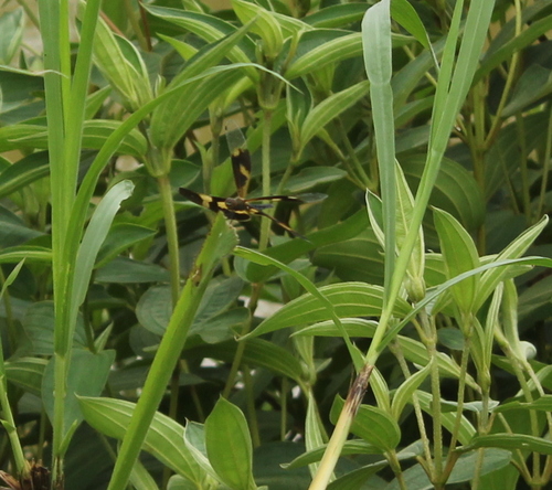 Common Picture Wing