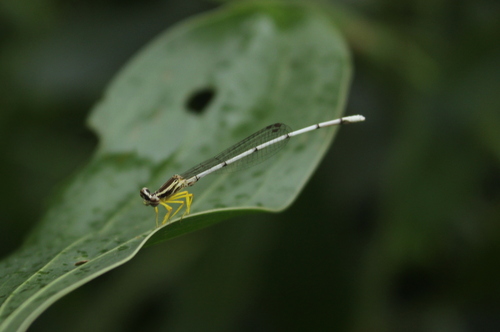 Yellow featherlegs