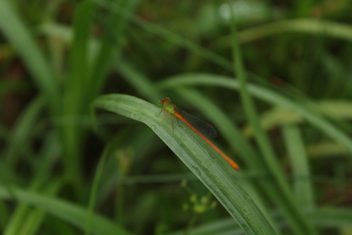 Orange-tailed Sprite