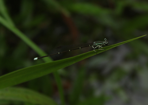 Black-kneed Featherleg