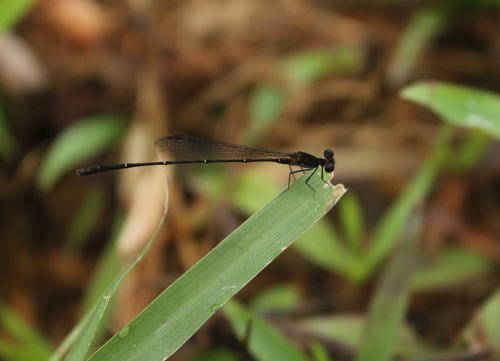 Black Threadtail