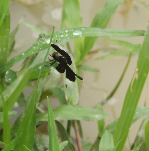 Pied Paddy Skimmer
