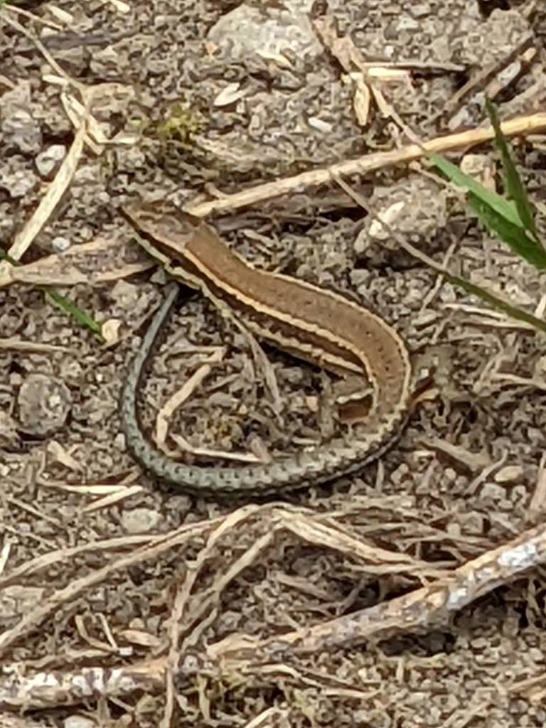 Podarcis muralis from 44652 Herne, Deutschland on 2022년 07월 08일 (금) at 01:10 오후 by Flo · iNaturalist Podarcis muralis