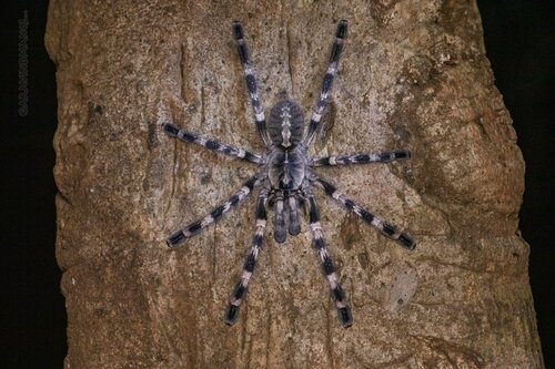 Poecilotheria tigrinawesseli
