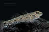 Indopacific Tropical Sand Goby - Photo (c) Aravind Manoj, all rights reserved, uploaded by Aravind Manoj