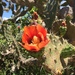 Red-flower Pricklypear - Photo (c) alicialondonom, all rights reserved, uploaded by alicialondonom