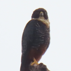 Falco rufigularis image