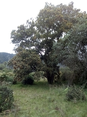 Quercus humboldtii image
