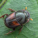 Onthophagus rubrescens - Photo (c) Nicky Bay, כל הזכויות שמורות, הועלה על ידי Nicky Bay