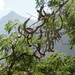 Albizia multiflora - Photo (c) A. Palmer "Jr." (Junior), όλα τα δικαιώματα διατηρούνται, uploaded by A. Palmer "Jr." (Junior)